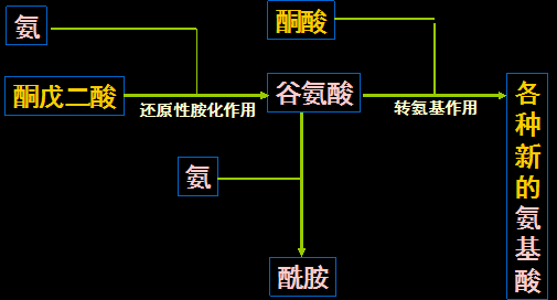 土壤肥料學復習資料-植物營養部分