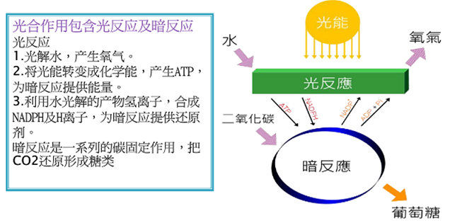 農(nóng)業(yè)智能照明光合作用解決方案
