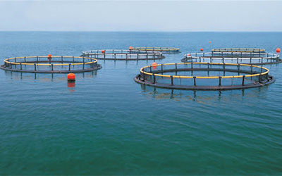 欣仰邦傳感器養殖業控制養魚場的水質