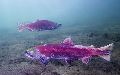<b>寒冷天氣下監測水生物和環境參數，鼓勵鮭魚產卵并減少污染</b>