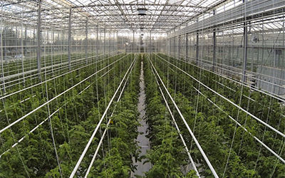 智能溫室小氣候溫度 濕度 光照和二氧化碳自動灌溉和施肥無線連接