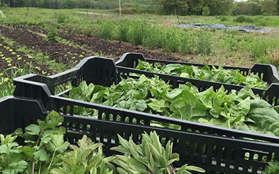 智能農業微氣候農業土壤監測低硝酸鹽蔬菜種植方法