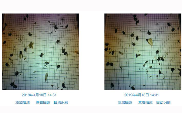 綠化園林病蟲害人工智能AI預測蟲害監測