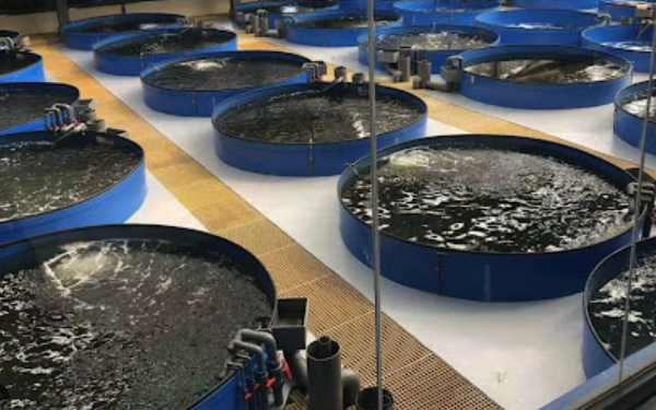 水產養殖自動化省力化投料自動化