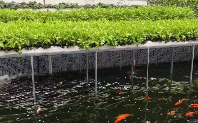 魚菜共生系統水質監測方案