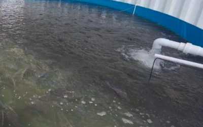 預防高溫期魚病水溫監測自動降溫