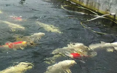 土塘養(yǎng)魚水質(zhì)監(jiān)測系統(tǒng)