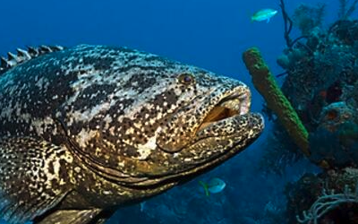 石斑魚養殖水質控制系統